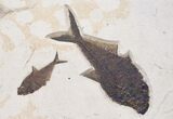 The Fish Trail, Huge Fossil Fish Plate - x #8407-2
